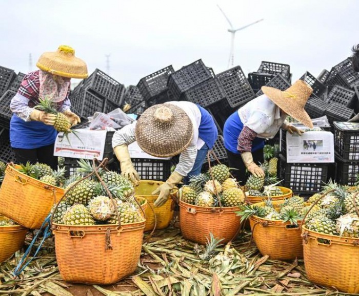 帕仂塑料筐助力徐聞菠蘿收購(gòu)